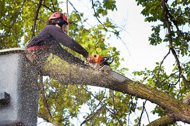 Best Lawn Watering Services  in Friedens, PA