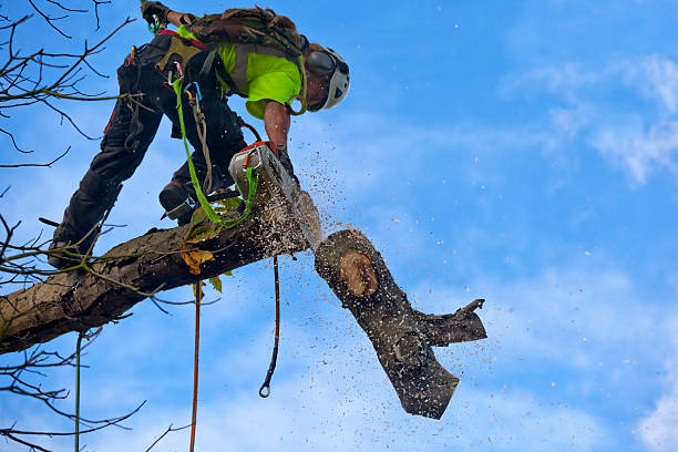 Reliable Friedens, PA Tree Services Solutions